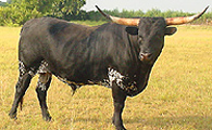 Colorful Longhorn Bulls